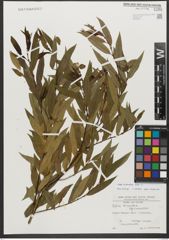 Foto von Salix triandra subsp. triandra L.